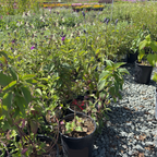 Pineapple Sage
