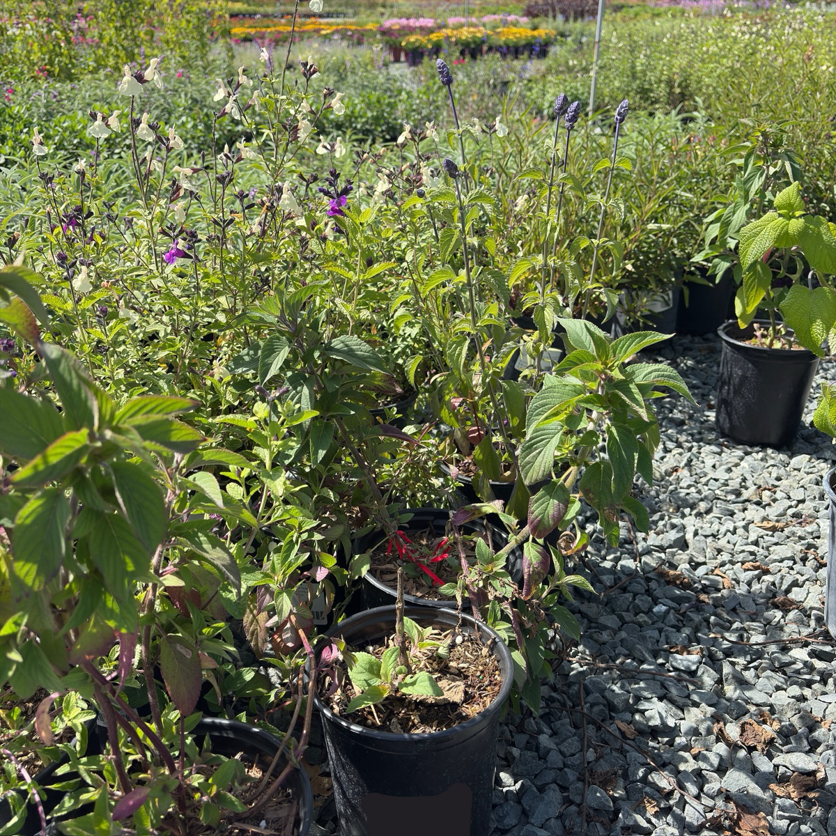 Pineapple Sage