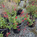 Pineapple Sage