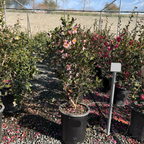 Pink A Boo Camellia