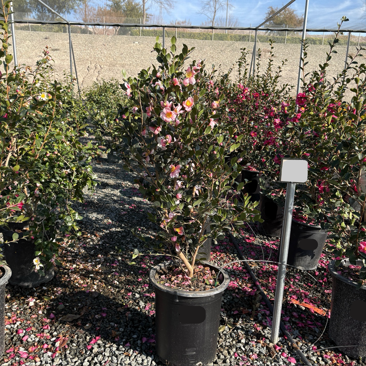 Pink A Boo Camellia