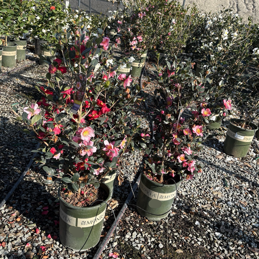 Pink A Boo Camellia