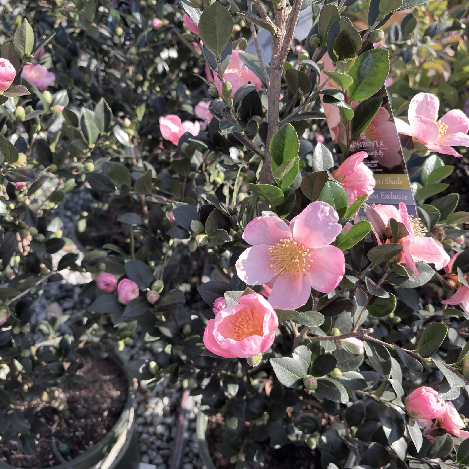 Pink A Boo Camellia