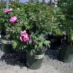 Pink Ardour Itoh Peony
