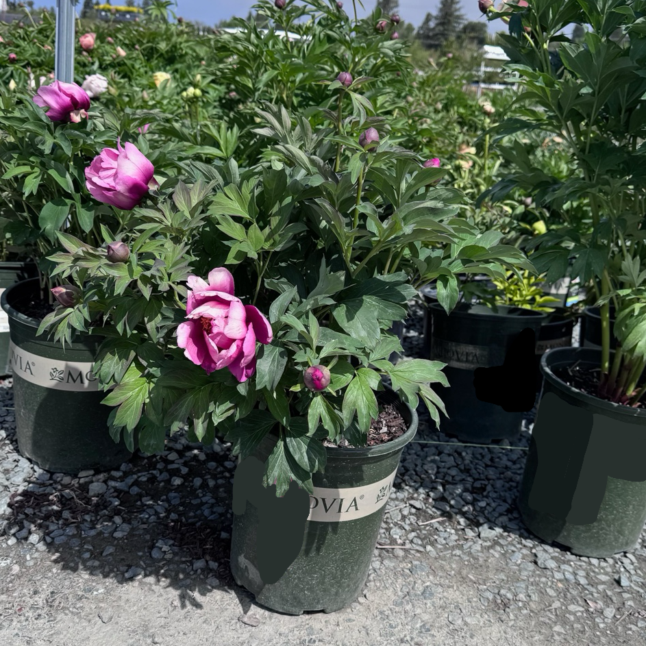 Pink Ardour Itoh Peony