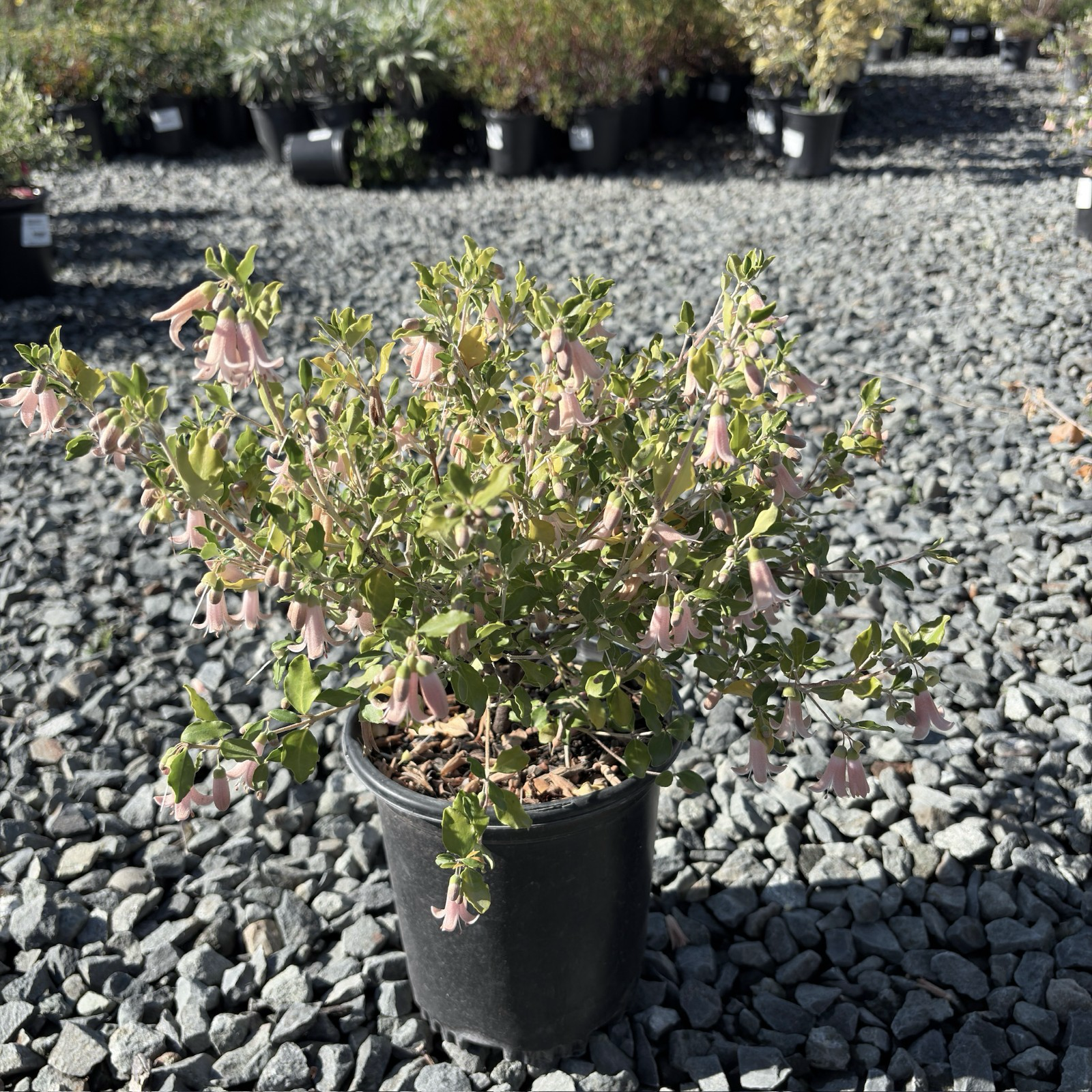 Pink Australian Fuchsia