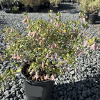 Pink Australian Fuchsia