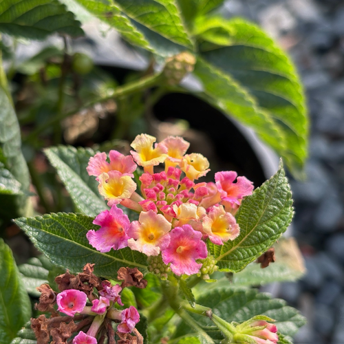 粉班德娜五色梅| 低矮紧凑粉黄紫混色花球| 花期长耐旱强健| 低维护