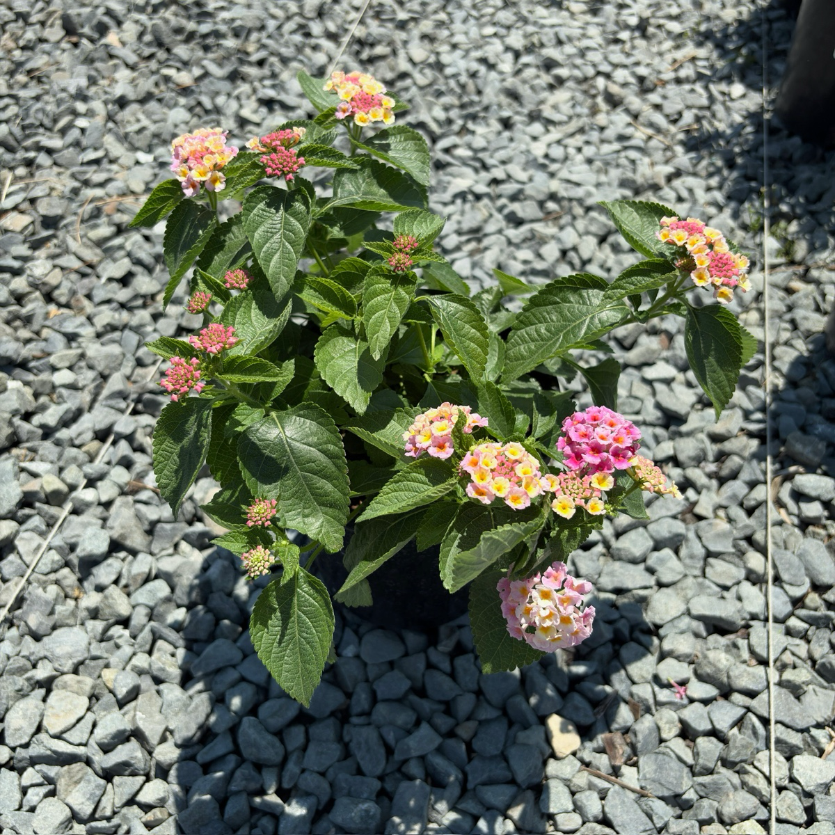Pink Bandana Lantana