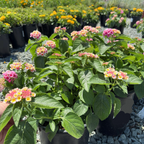 Pink Bandana Lantana