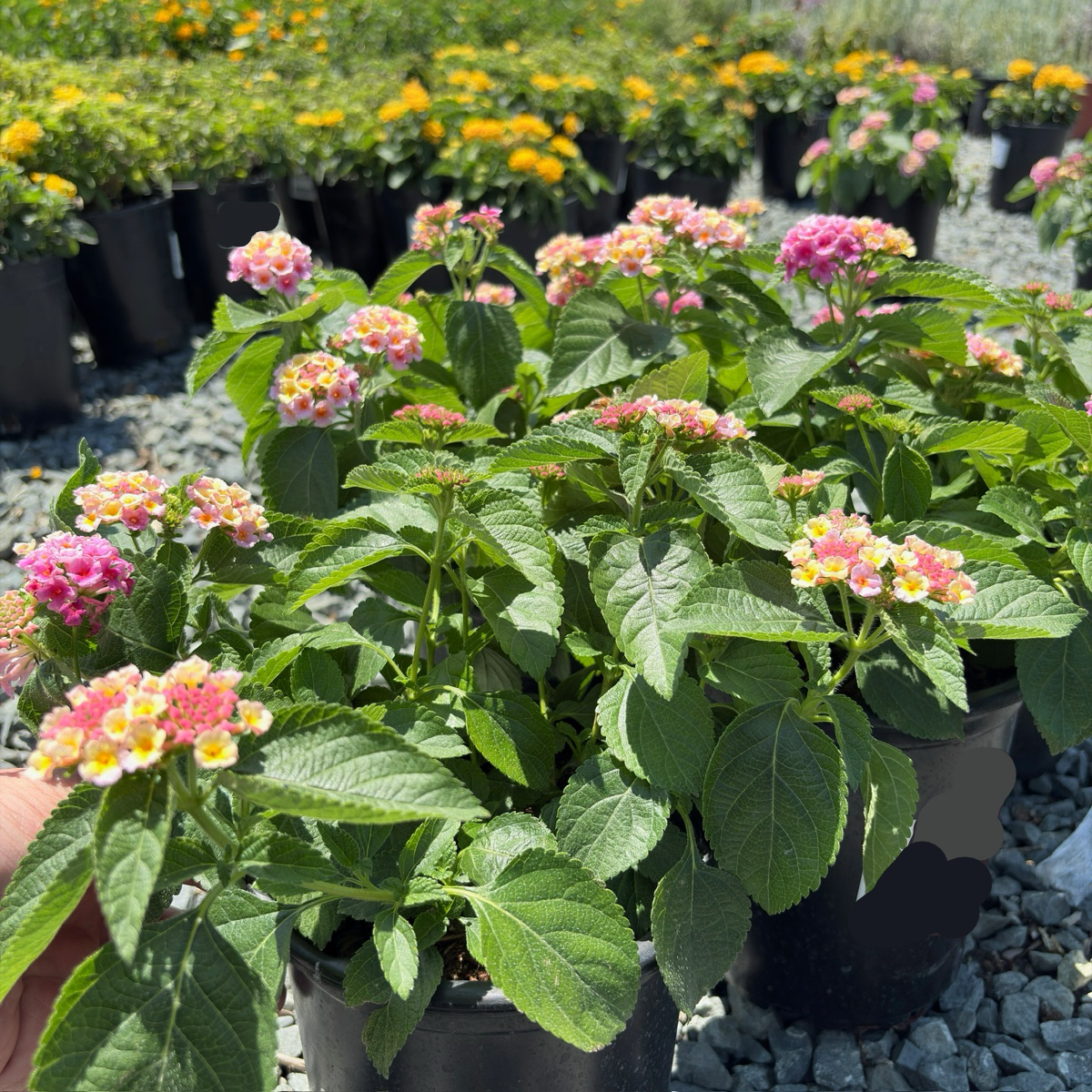 Pink Bandana Lantana