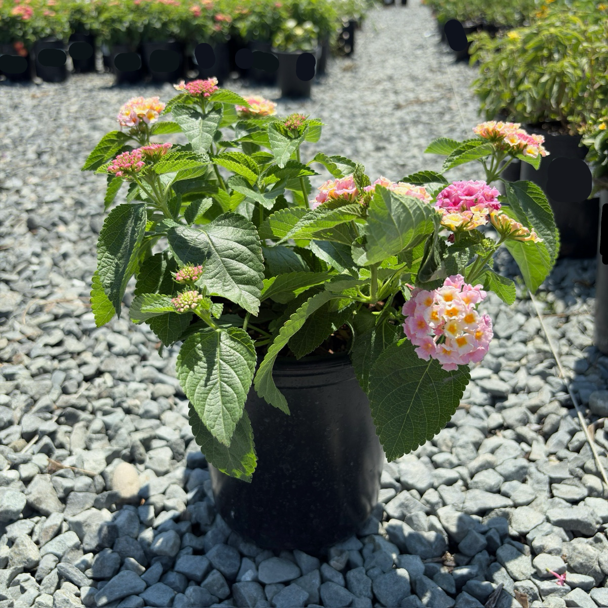 粉班德娜五色梅| 低矮紧凑粉黄紫混色花球| 花期长耐旱强健| 低维护