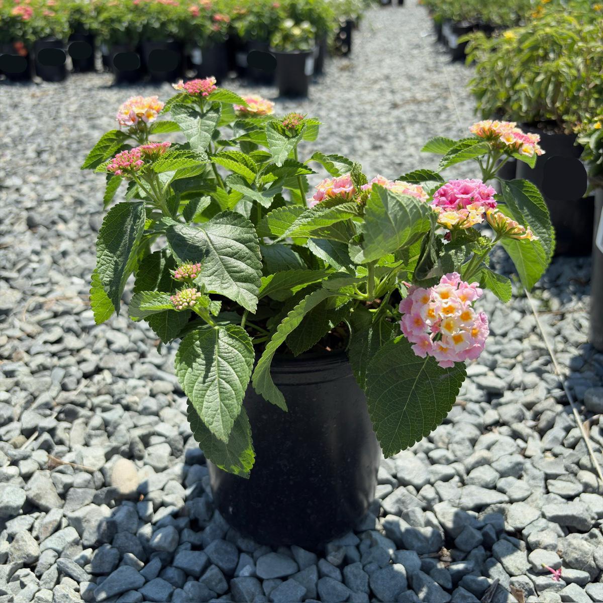 Pink Bandana Lantana