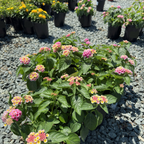 Pink Bandana  Lantana