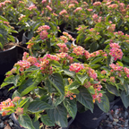 Pink Bandana Lantana