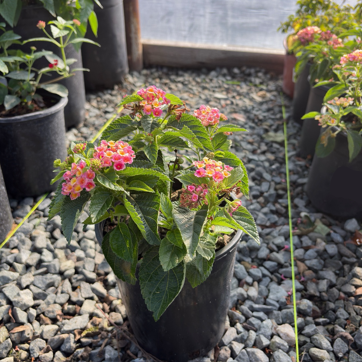 Pink Bandana Lantana