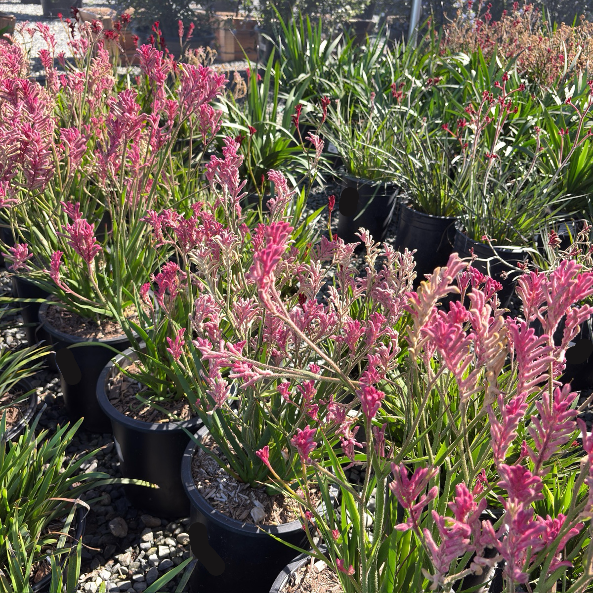 Pink Beauty Kangaroo Paw