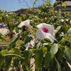 Pink Bower Vine White flowers with pink centers in a garden setting