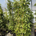 Tall Pink Bower Vine with stakes in a greenhouse setting