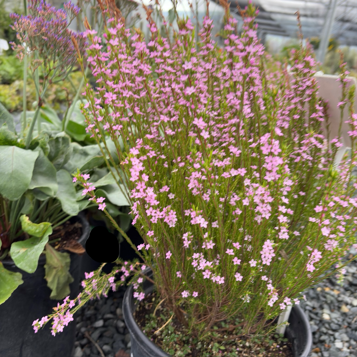 Pink Breath of Heaven