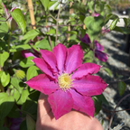 Hand holding a vibrant pink flower Pink Champagne Clematis with green leaves in the background