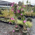 Pink Champagne Clematis