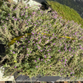 Top view of a Pink Chintz Creeping Thyme with purple flowers on a rooftop with a fence and vehicles in the background.