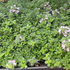 Close-up of a Pink Chintz Creeping Thyme with small pink flowers