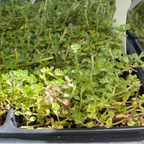Small Pink Chintz Creeping Thyme plants in a black tray with a blurred background
