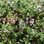 Close-up of a Pink Chintz Creeping Thyme plant with small pink flowers and green leaves.