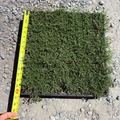 Square patch of Pink Chintz Creeping Thyme with a yellow measuring tape on a gravel background