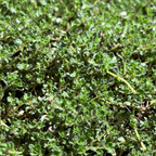 Close-up of Pink Chintz Creeping Thyme foliage with a blurred background