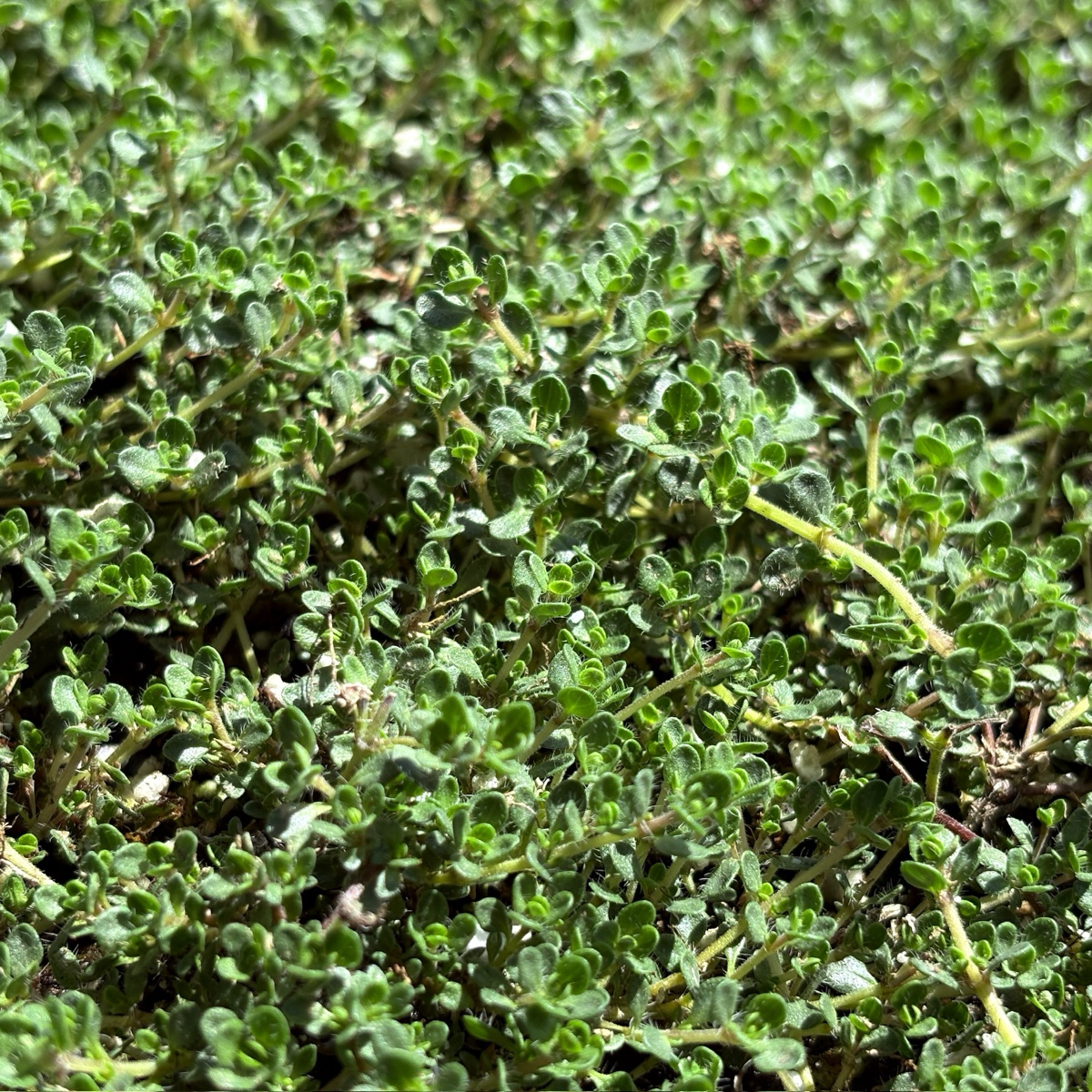 Close-up of Pink Chintz Creeping Thyme foliage with a blurred background