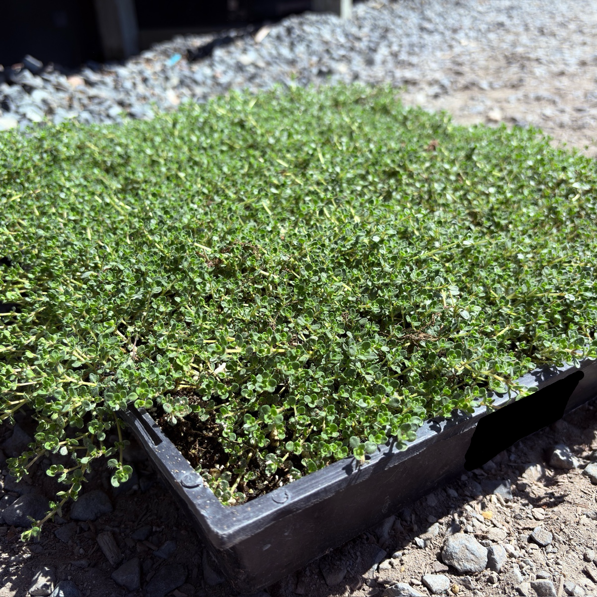 Pink Chintz Creeping Thyme grass mat in a black tray on a gravel surface