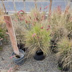 Pink Crystal Ruby Grass