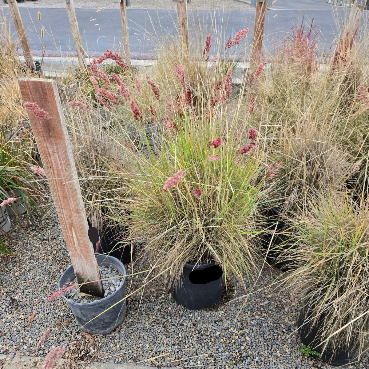 Pink Crystal Ruby Grass