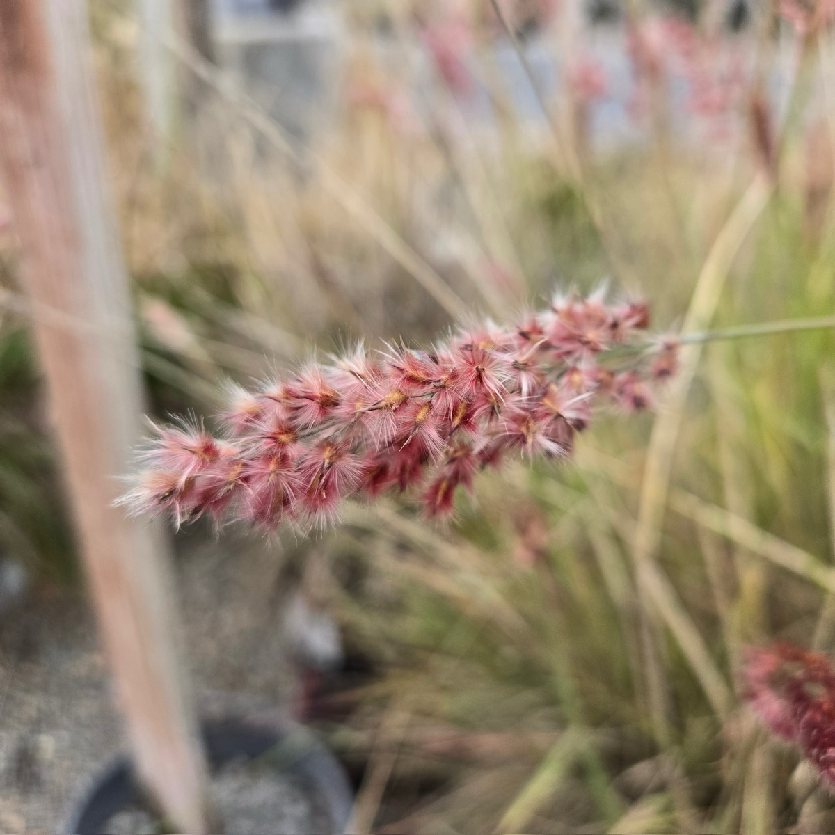 Pink Crystal Ruby Grass