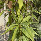  Pink Dawn Chitalpa