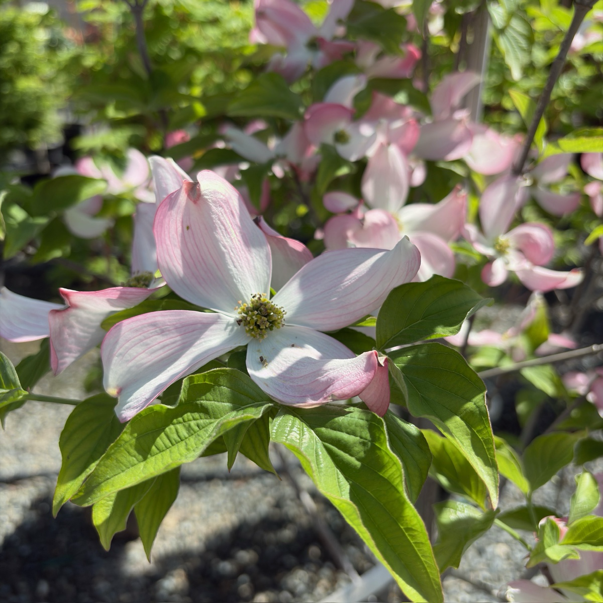 Pink Flowering Dogwood