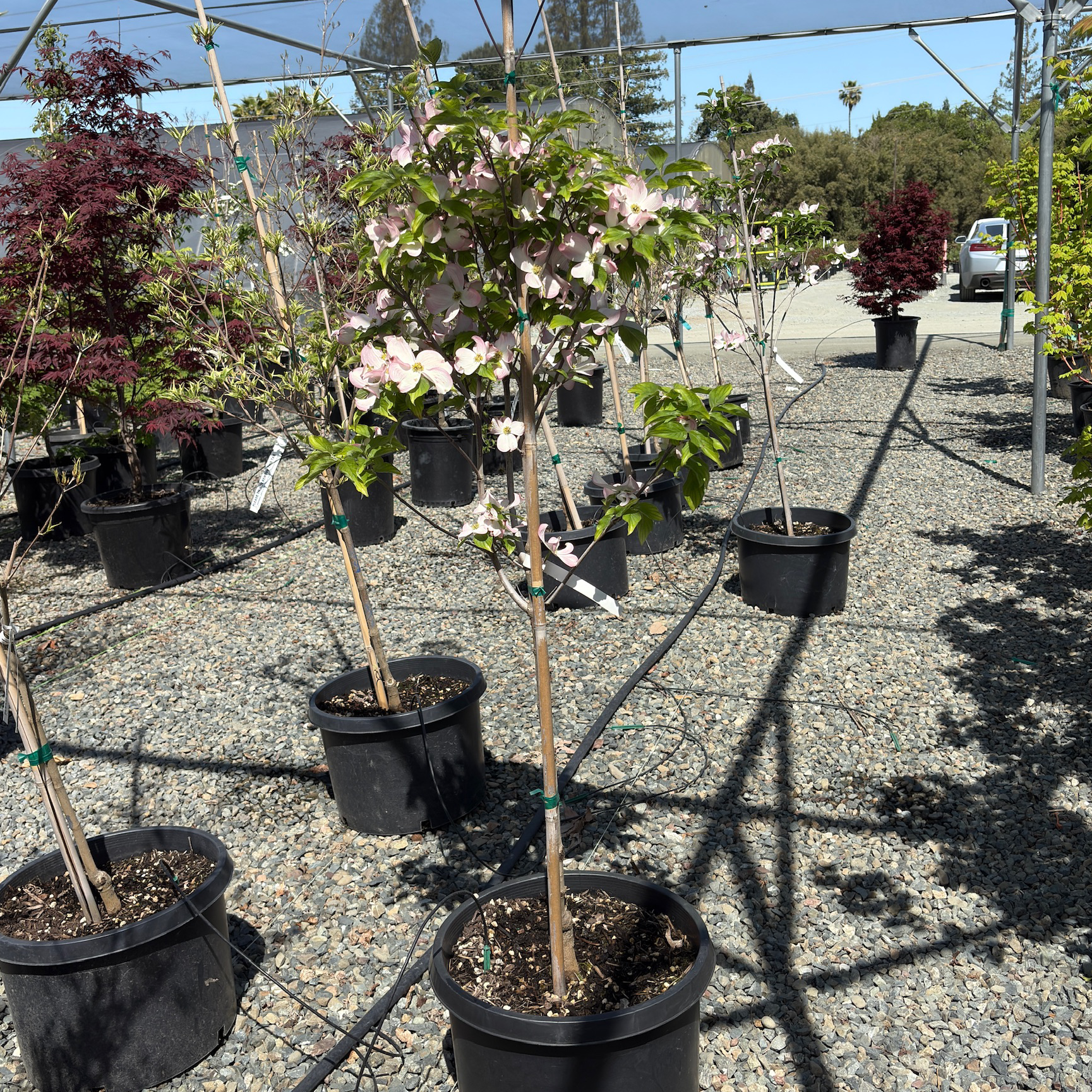 Pink Flowering Dogwood
