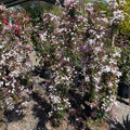 Pink Jasmine