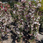 Pink Jasmine