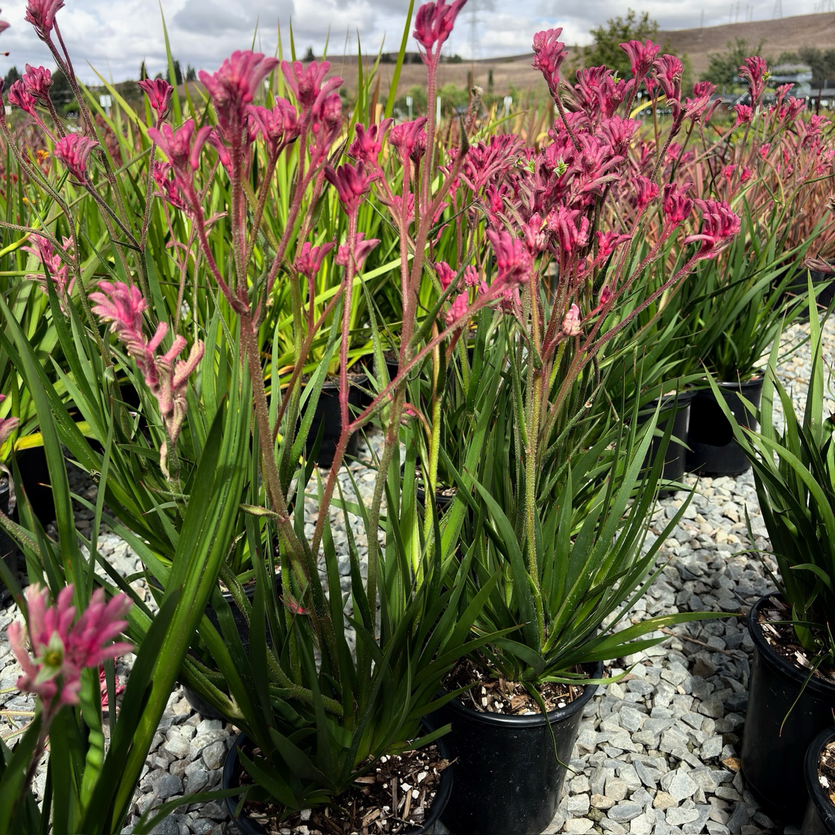 Pink Kangaroo Paw