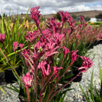 Pink Kangaroo Paw