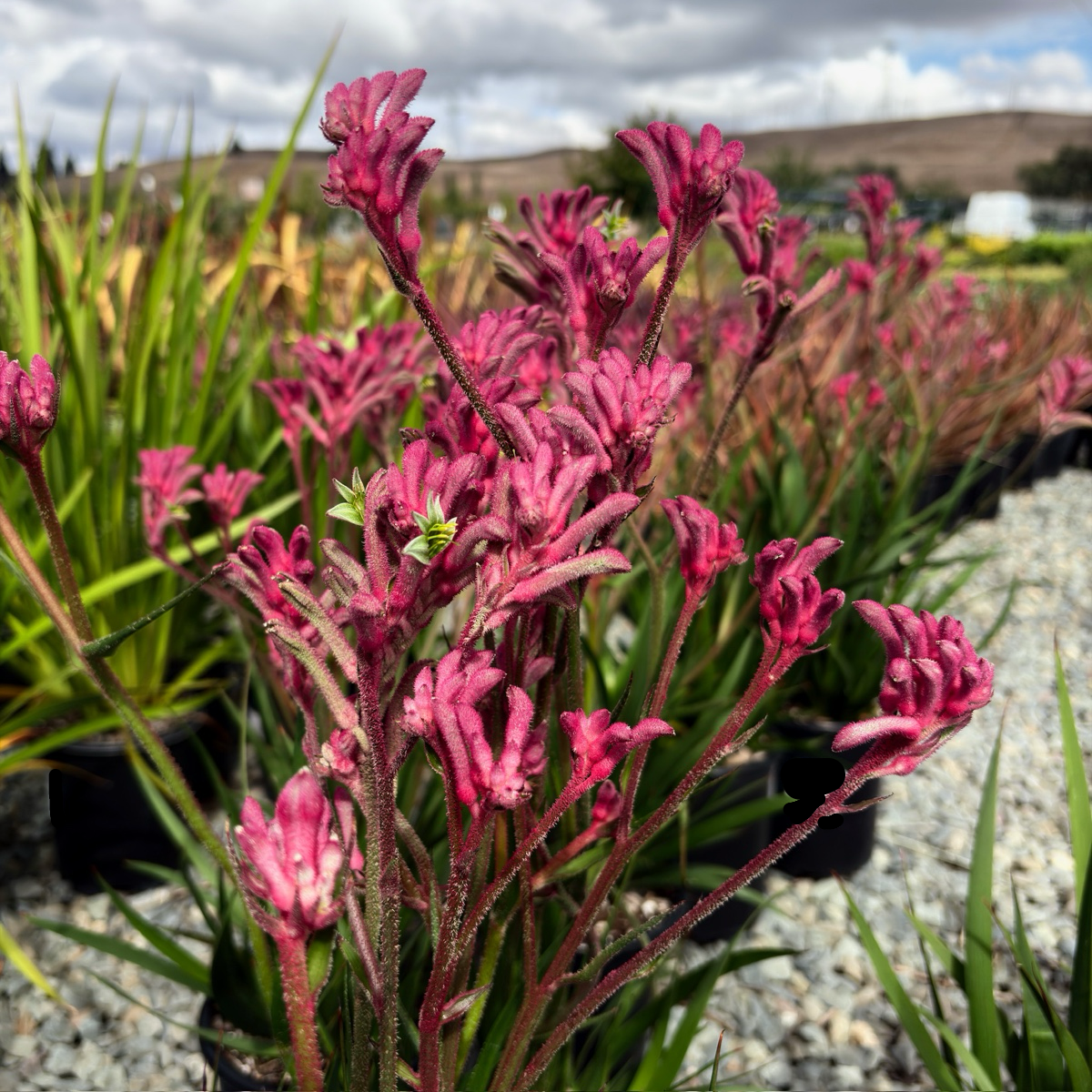 Pink Kangaroo Paw