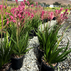 Pink Kangaroo Paw
