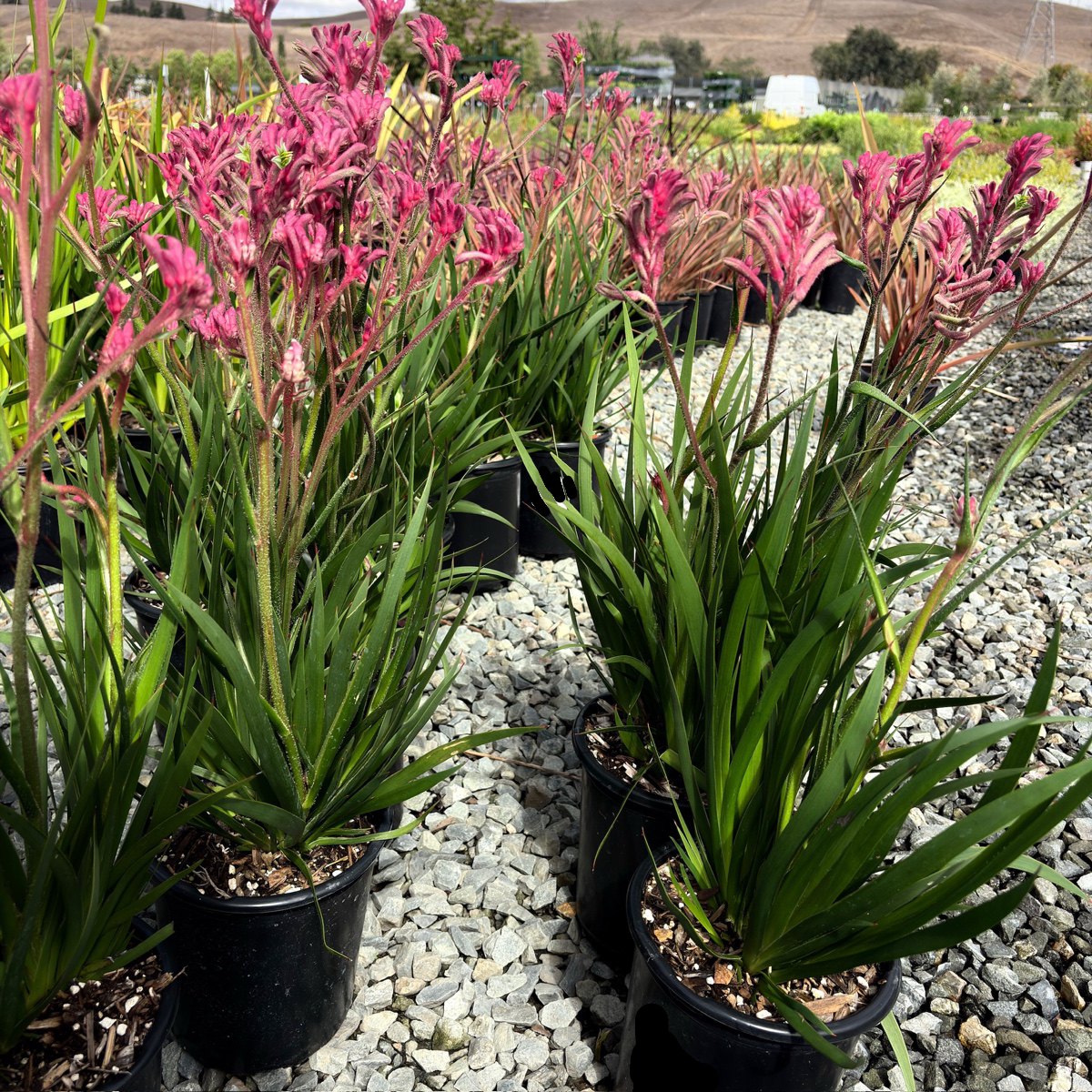 Pink Kangaroo Paw