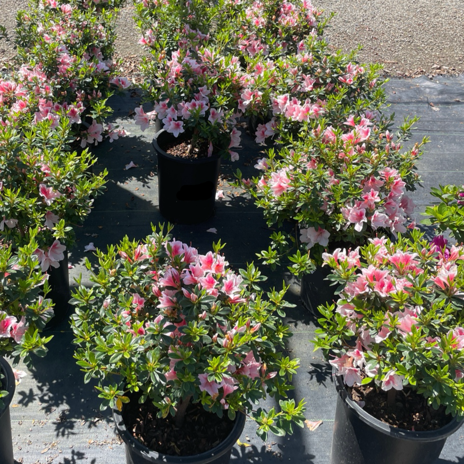 Pink Lace Azalea