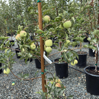 Pink Lady Apple tree with green apples in a nursery setting