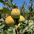 Apples on a Pink Lady Apple tree branch with a clear blue sky in the background